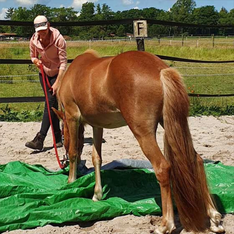 Valerie Maereovoet - individueller Unterricht